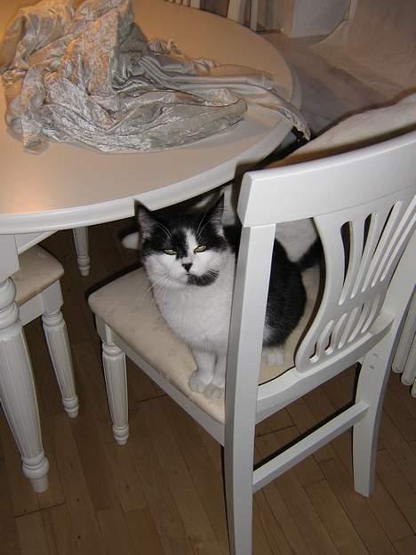 Blanding af racer O'malley billede 15