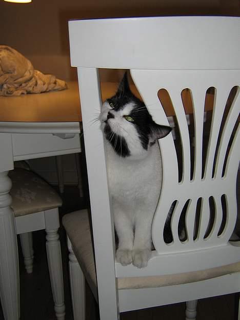 Blanding af racer O'malley billede 16