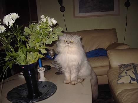 Perser Baltazzar billede 17