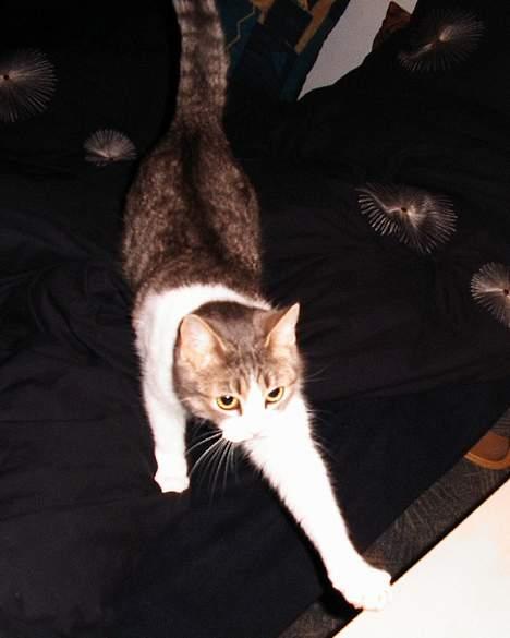 Huskat Frida billede 2