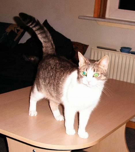 Huskat Frida billede 3