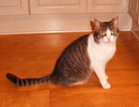 Huskat Frida billede 4