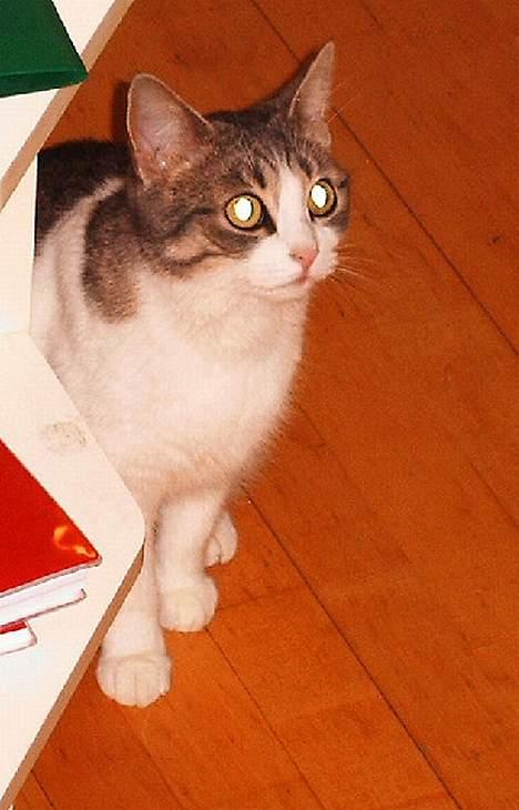 Huskat Frida billede 5