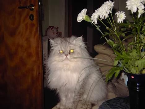 Perser Baltazzar billede 18