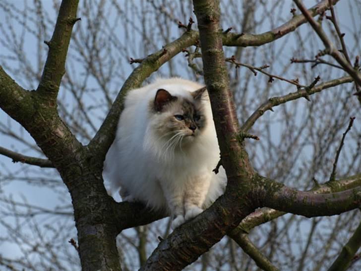 Hellig Birma Isabel billede 1