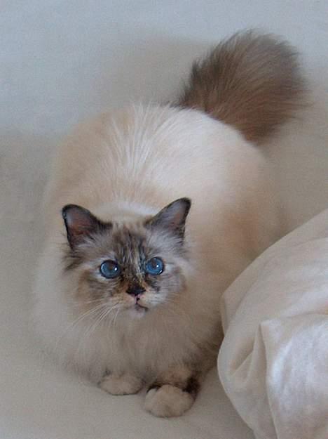 Hellig Birma Isabel billede 2