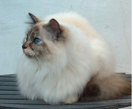 Hellig Birma Isabel billede 3