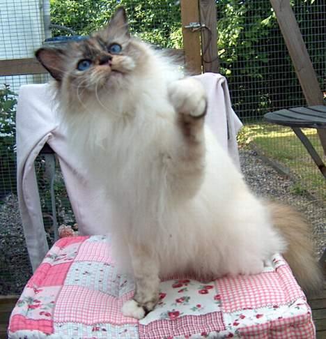 Hellig Birma Isabel billede 4