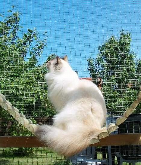 Hellig Birma Isabel billede 5