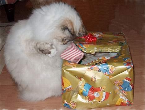 Hellig Birma Isabel billede 6