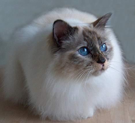 Hellig Birma Isabel billede 7