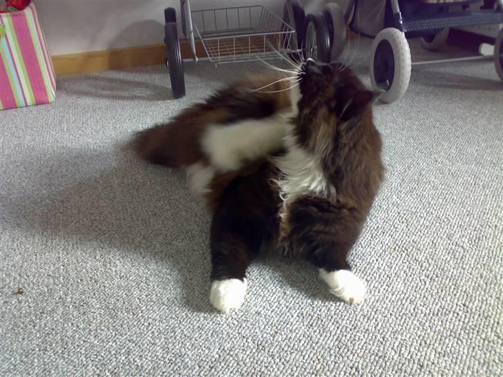 Blanding af racer Oliver - NYT: 27/10-07 - Uha, det klør altså. Et øjeblik så er jeg klar til kæl igen! billede 11