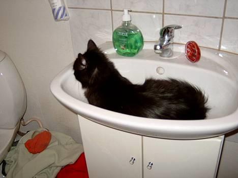 Blanding af racer Oliver - GAMMELT: Da jeg havde Oliver før, elskede han at sove i vasken. Det gør han stadigvæk! billede 12