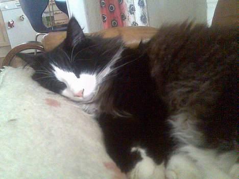 Norsk Skovkat Enigma{Forsvundet} billede 15