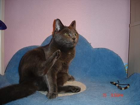 Blanding af racer Mille billede 1