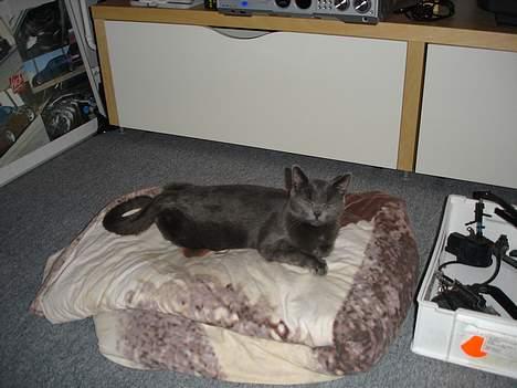 Blanding af racer Mille billede 2