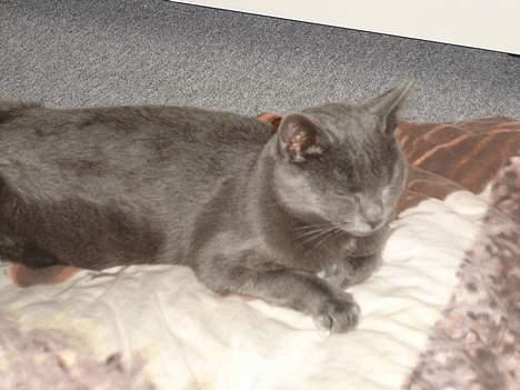 Blanding af racer Mille billede 3