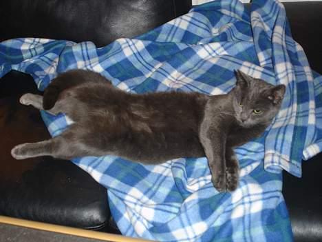 Blanding af racer Mille - Super afslapning i en mærkelig stilling 1 billede 4