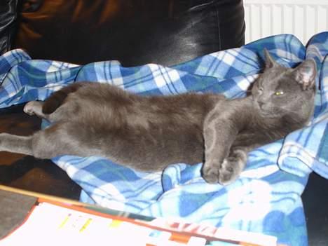 Blanding af racer Mille - Super afslapning i en mærkelig stilling 2 billede 5