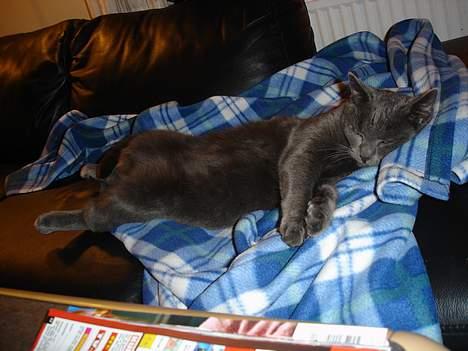 Blanding af racer Mille - Super afslapning i en mærkelig stilling 3 billede 6