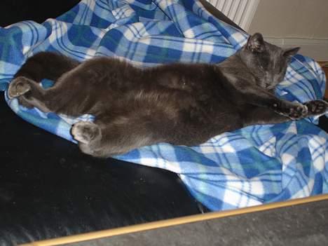 Blanding af racer Mille - Super afslapning i en mærkelig stilling og 4 billede 7