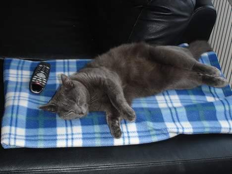 Blanding af racer Mille billede 8