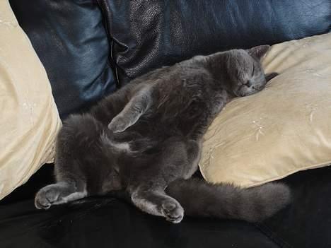 Blanding af racer Felix - Ultimativ afslapning billede 1