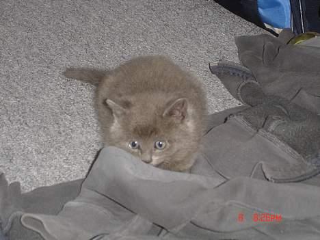 Blanding af racer Felix - Lidt skræmt måske ? billede 2