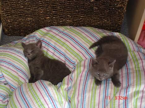 Blanding af racer Felix - Felix til højre, og hans bror Karlson til venstre billede 3