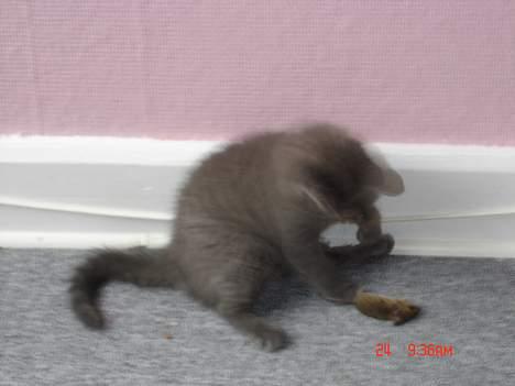 Blanding af racer Felix - Felix med hans første mus 1 billede 4