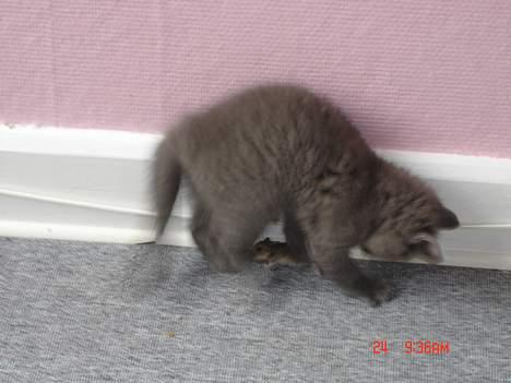 Blanding af racer Felix - Felix med hans første mus 2 billede 5