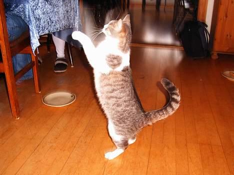 Huskat Frida billede 7