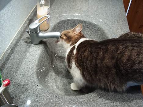 Huskat Frida billede 9