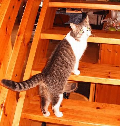 Huskat Frida billede 10