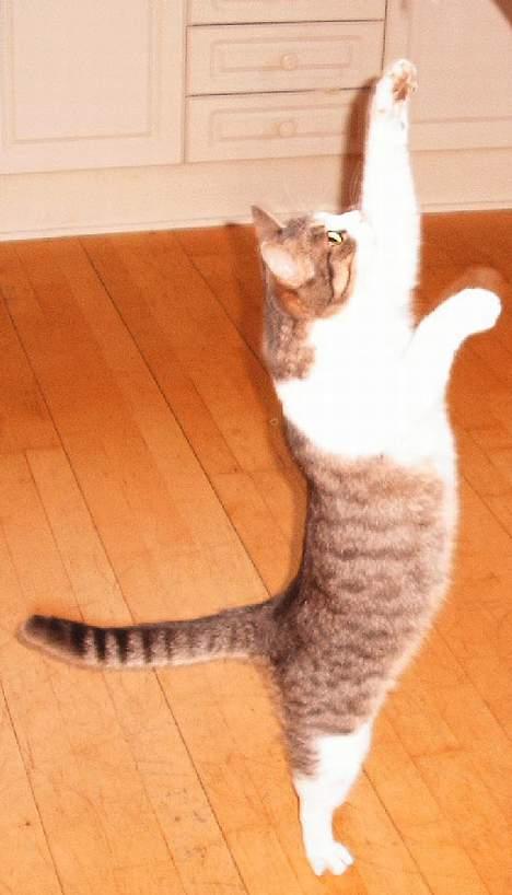 Huskat Frida billede 11