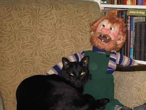 Orientaler Møgkat Nox billede 15