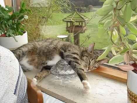 Blanding af racer FiFi - Fifi ligger i vinduskamen og sover. billede 7