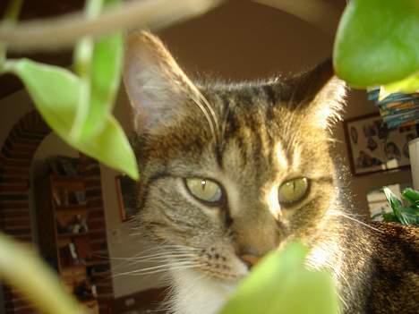 Blanding af racer FiFi - Dette billed er taget lige efter Fifi er gået igennem min mor plante billede 8