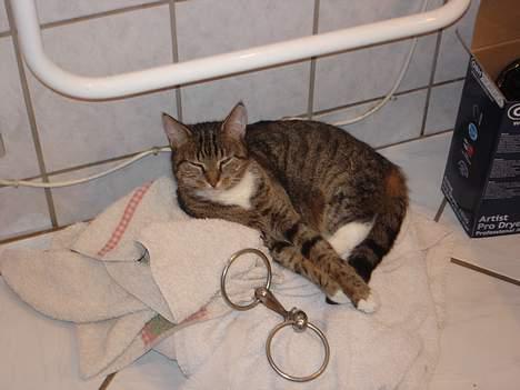 Blanding af racer FiFi - Fifi der ligger oven på et gammel hovedtøj som er ved at tøre.. billede 9