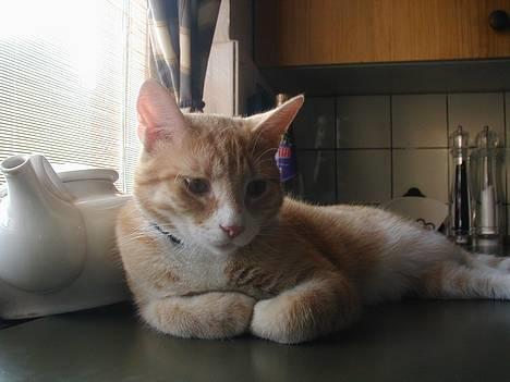 Huskat Rita (misse lange hale) - Se lige mig ligger lige så godt et sted hvor jeg ikke må ligge..... billede 1