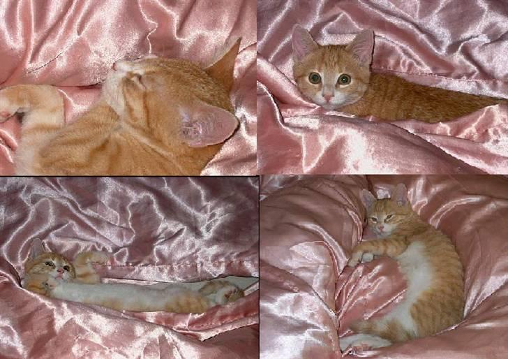 Huskat Rita (misse lange hale) - Zzzzzzz billede 2