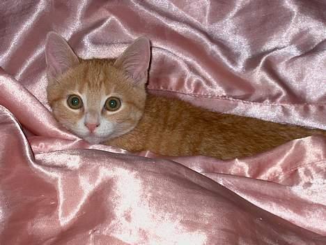 Huskat Rita (misse lange hale) - Hvad laver du mor??? billede 3