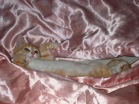 Huskat Rita (misse lange hale) - Se hvor lang jeg er! billede 4