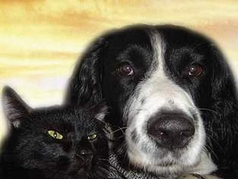 Blanding af racer zoro billede 20