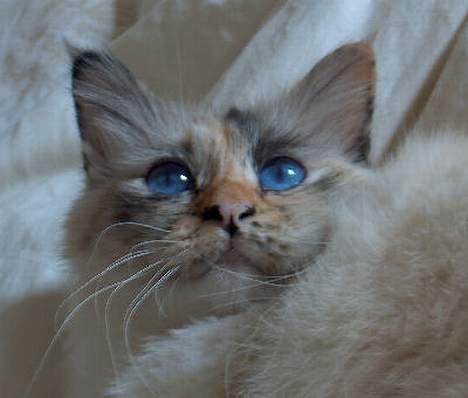 Hellig Birma Ida billede 11