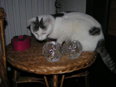 Huskat Tumle - Pingo, min mors kat, det er en killing fra "mis", Jytte og Kais misser ;-) billede 14