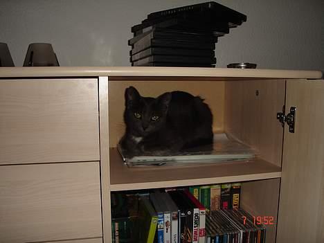 Huskat - Bella - forsvundet :-( billede 19