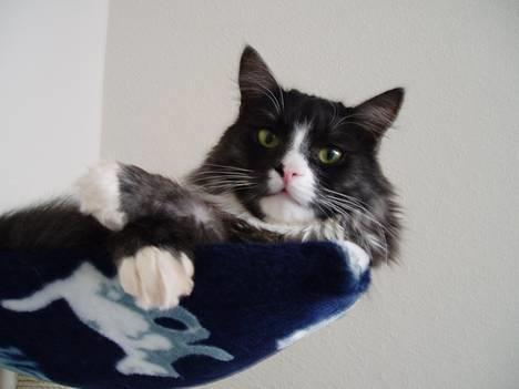 Blanding af racer Felix - R.I.P november 2010 - Felix...kongen af kradsetræet ;o) billede 1