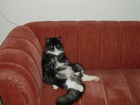 Blanding af racer Felix - R.I.P november 2010 - Felix sidder så rent faktisk og ser fjernsyn...han holder specielt meget af ICE AGE...han mangler bare fjernbetjeningen ;o) billede 2