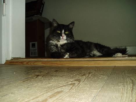 Blanding af racer Felix - R.I.P november 2010 - Hmmm...sys måske ikke du ser så farlig ud Felix ;o) billede 3